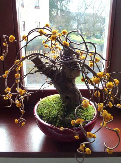 Bonsai-Baum als Blumen-Dekoration