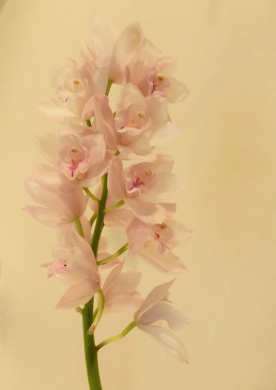 pastellrosane Cymbidie-Orchidee