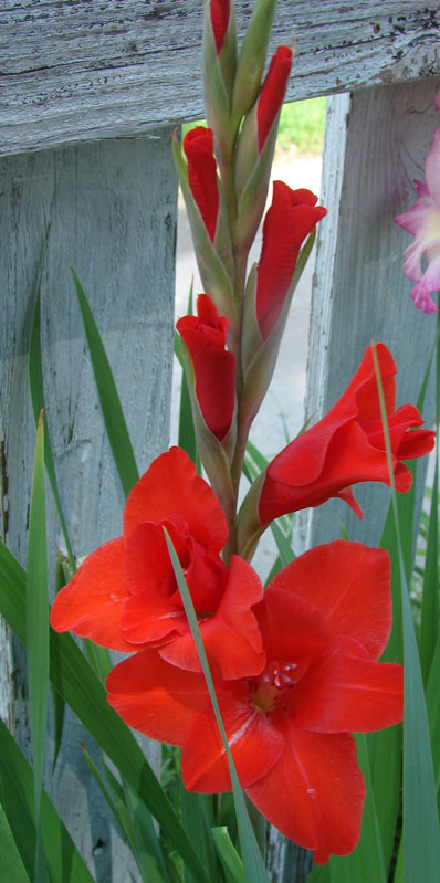 rote Gladiole