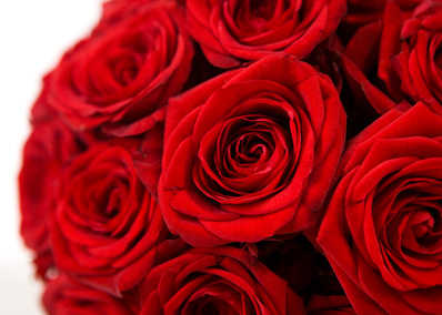 kräftig-rote Rosen